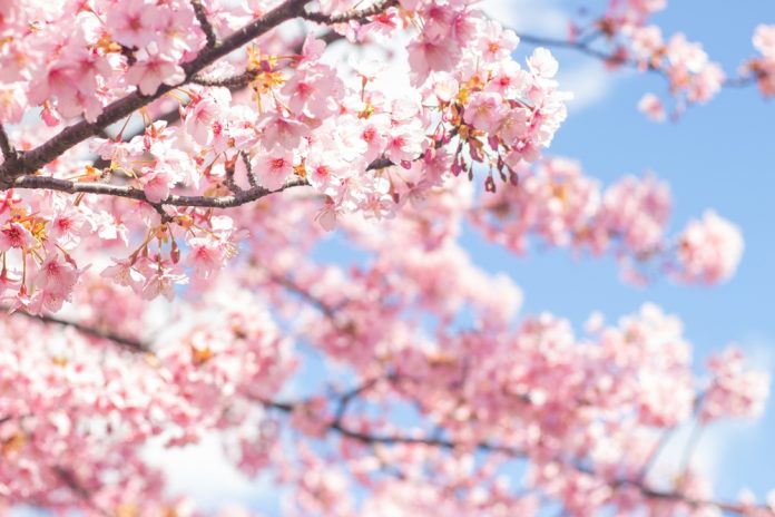 Beautiful,And,Cute,Pink,Kawazu,Zakura,(cherry,Blossom),Against,Blue